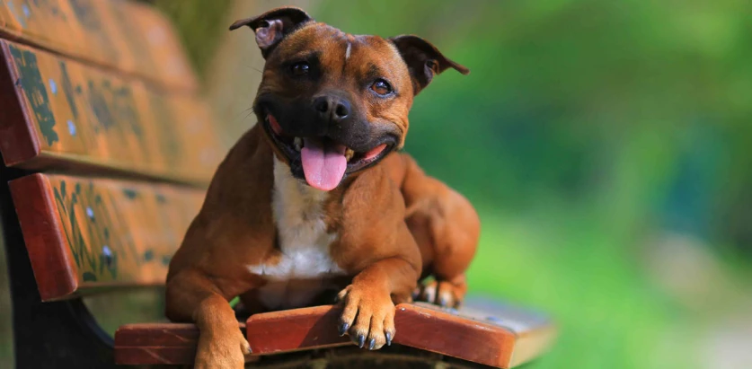 Staffordshire Bull Terrier sitting on a bench