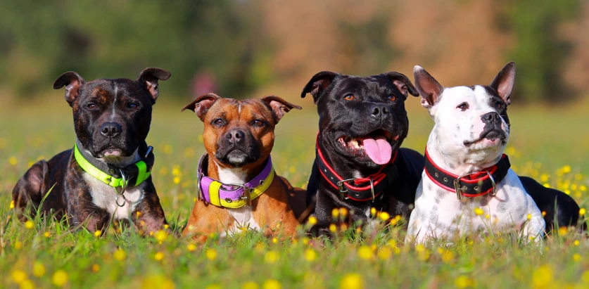Staffordshire Bull Terrier dogs in a field