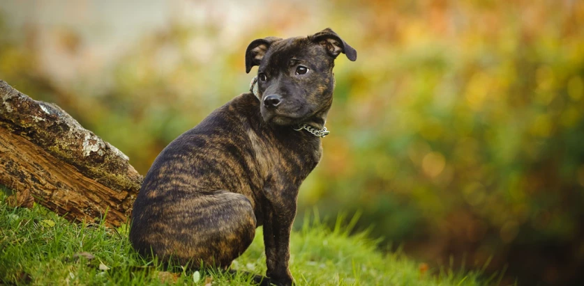 Staffordshire Bull Terrier pup sitting side view