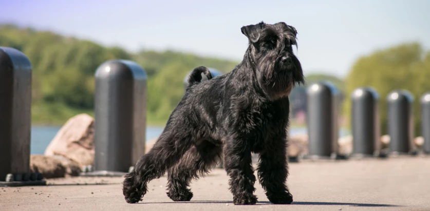 Standard Schnauzer standing outside on a sunny day