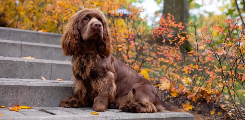 Sussex Spaniel sitting on the stairs