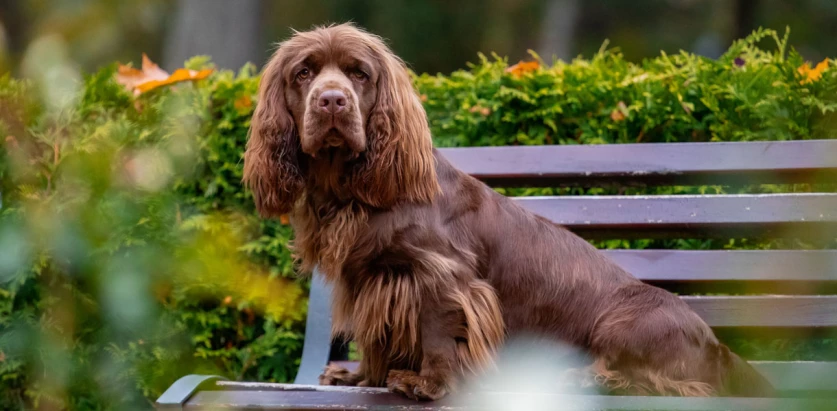 Sussex Spaniel sitting on a bench
