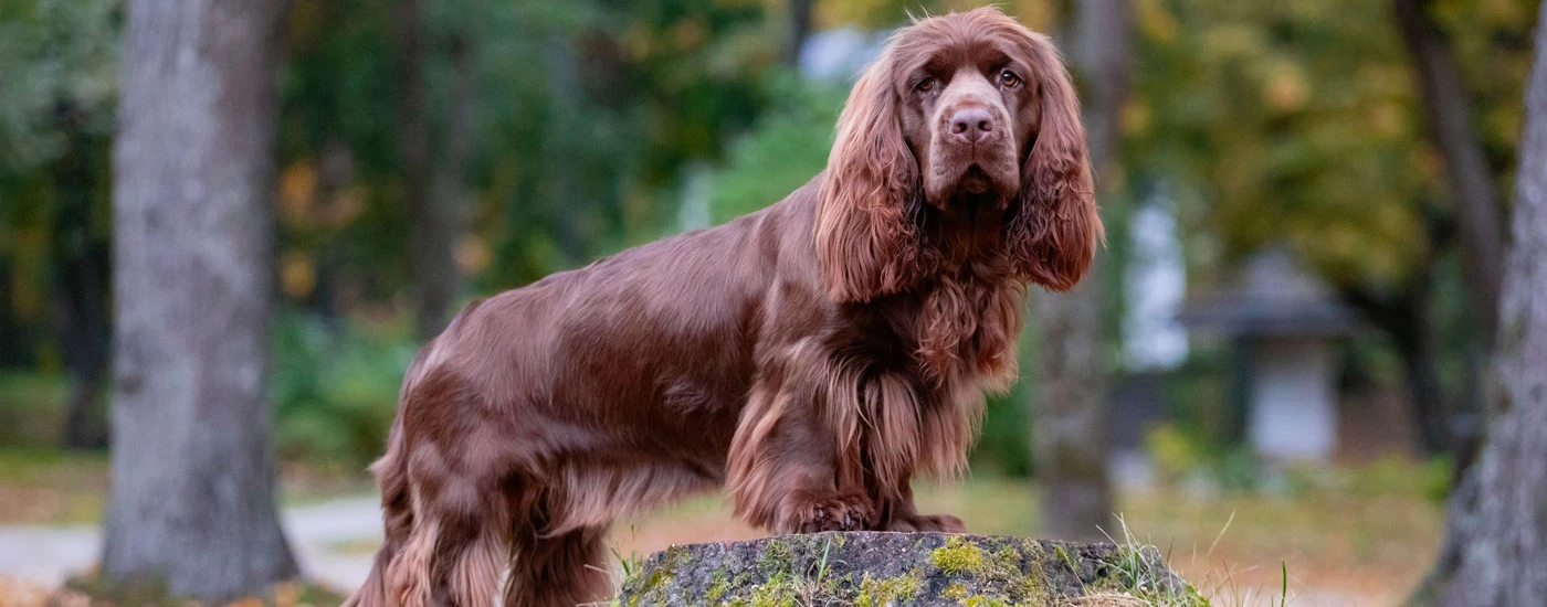 Sussex Spaniel standing on cut wood