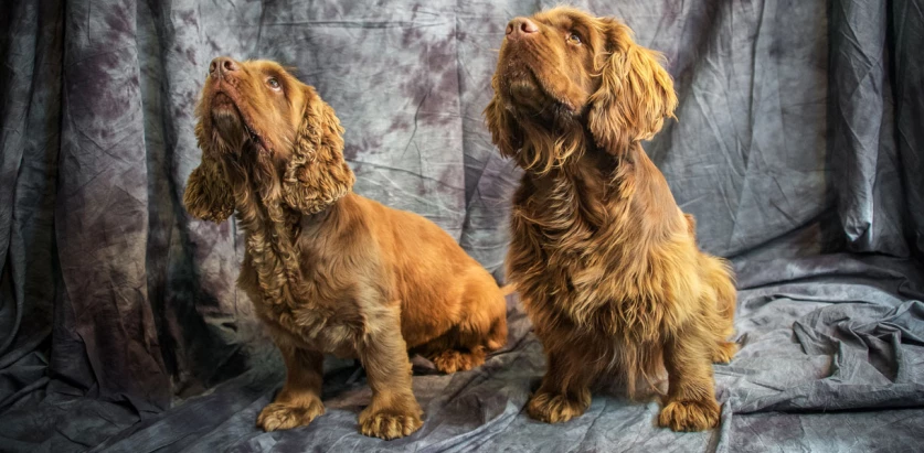 Sussex Spaniel dogs sitting together