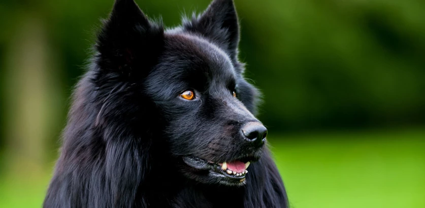 Swedish Lapphund looking at the side