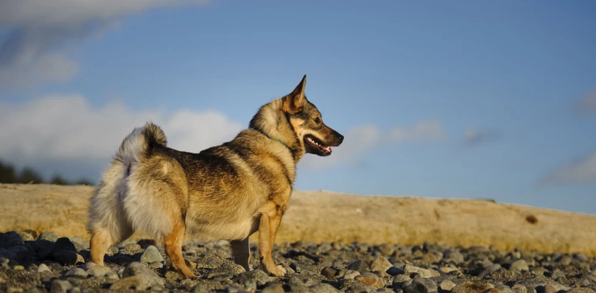Swedish Vallhund standing in an open field