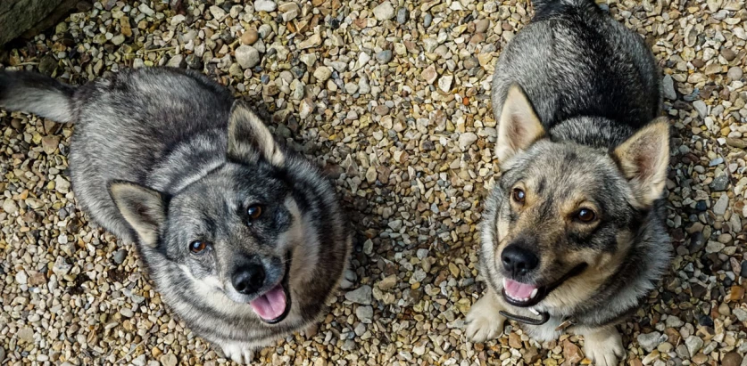Swedish Vallhund dogs looking up to the camera