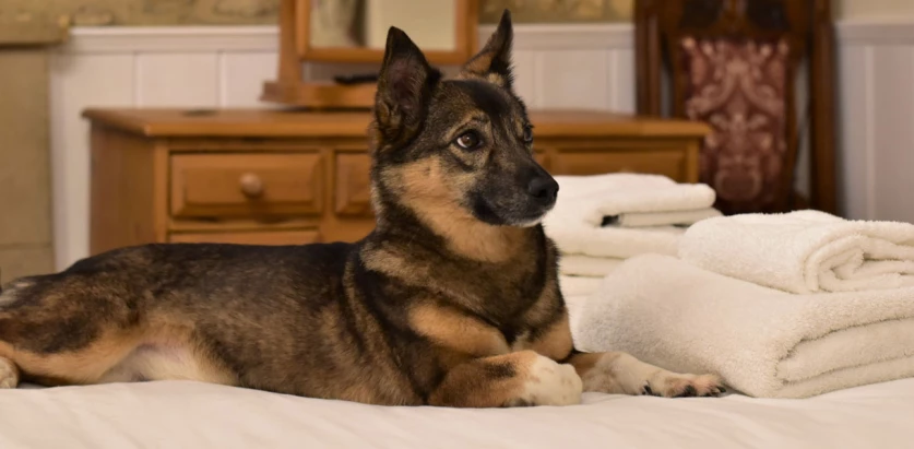 Swedish Vallhund laying in a bed