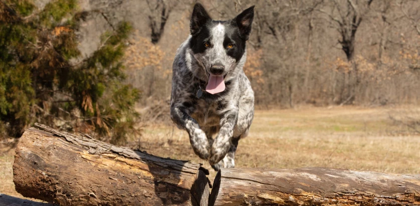 Texas Heeler jumping over a log