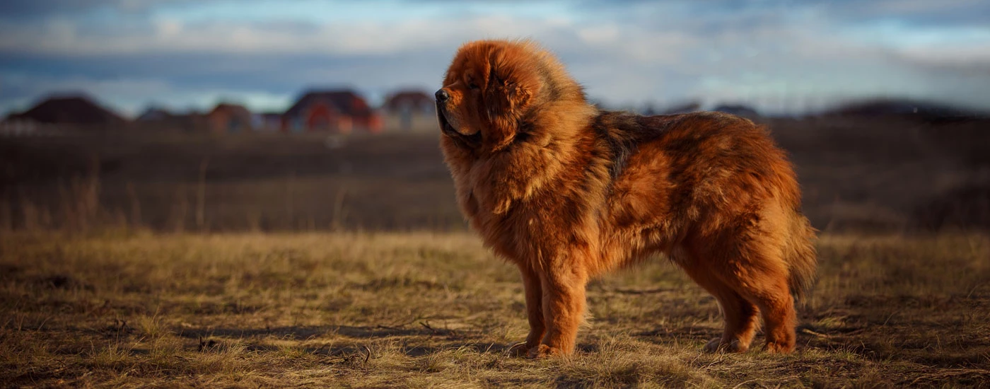 Tibetan Mastiff standing in a field