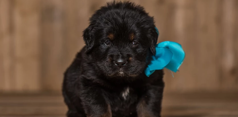 Tibetan Mastiff pup holding a toy