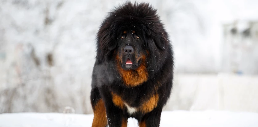 Tibetan Mastiff standing in snow