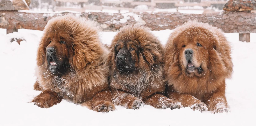 Tibetan Mastiff dogs sitting in snow