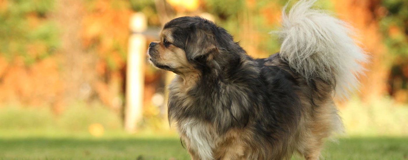 Tibetan Spaniel standing looking at the side