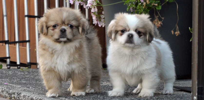 Tibetan Spaniel pups standing together