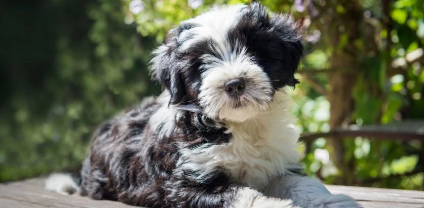 Tibetan Terrier pup laying outside