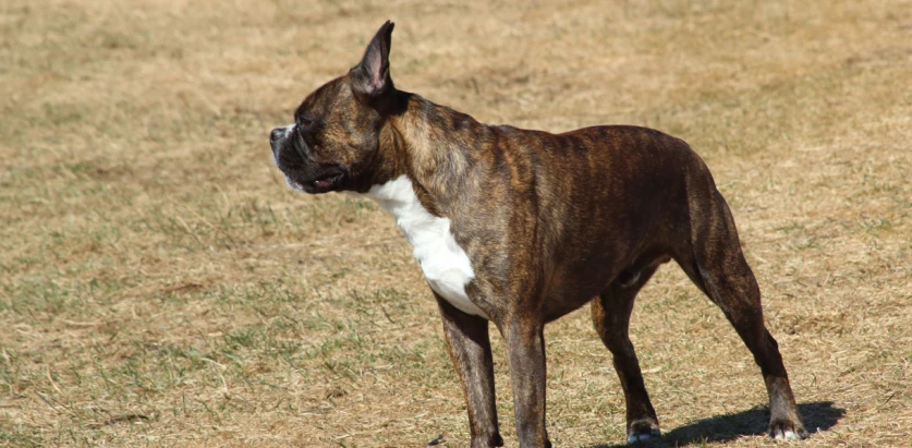Toy Boxer standing in a park