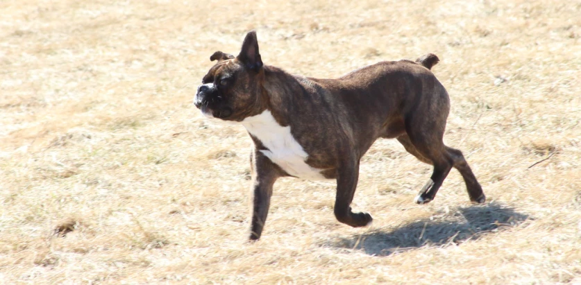 Toy Boxer  walking in a park