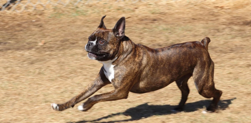 Toy Boxer  running in a park