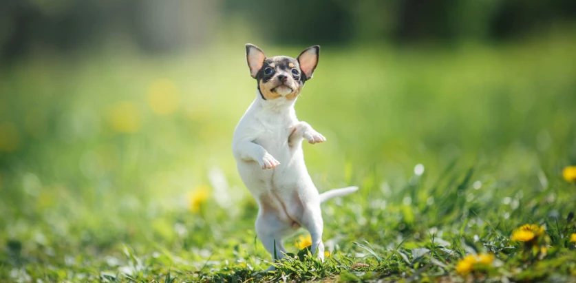 Toy Fox Terrier pup jumping
