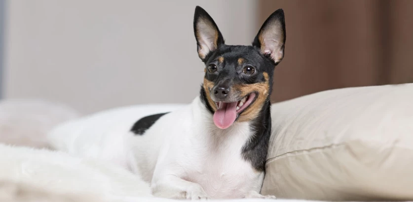 Toy Fox Terrier in a bed