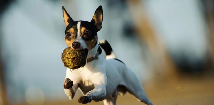 Toy Fox Terrier holding a ball