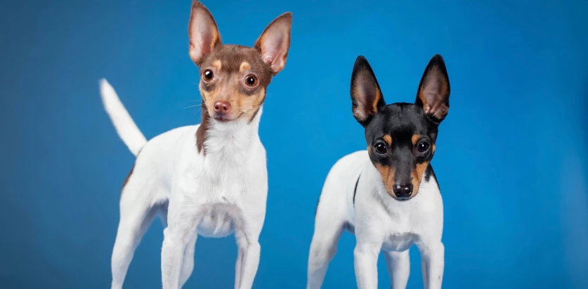 Toy Fox Terrier dogs standing blue background