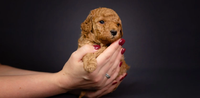 Toy Poodle in a woman's hands