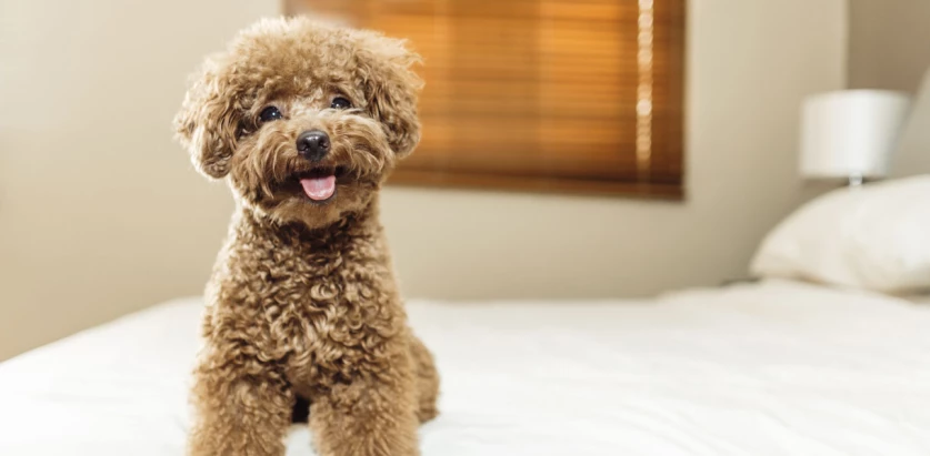 Toy Poodle sitting in a bed