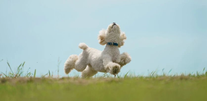 Toy Poodle running goofy