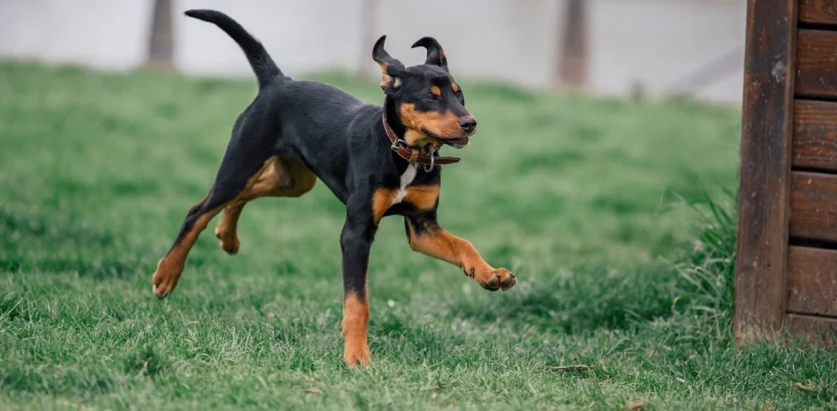 Transylvanian Hound pup running