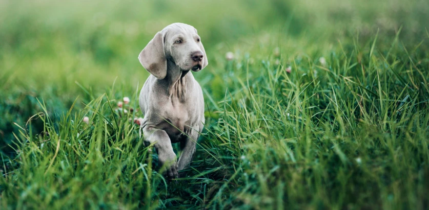 Weimaraner pup walking in a grassland