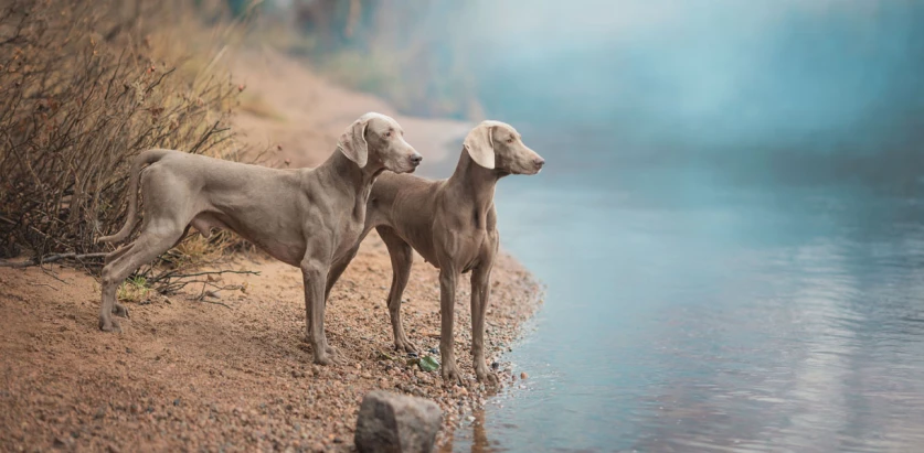 Weimaraner dogs by the water