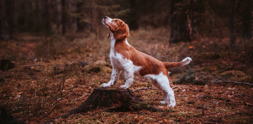Welsh Springer Spaniel pup standing in wood cut
