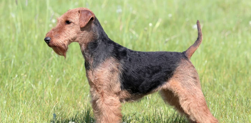 Welsh Terrier standing side view