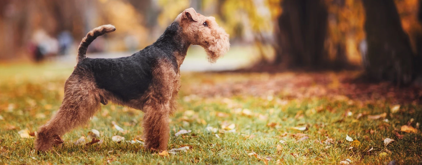 Welsh Terrier standing in autumn forest