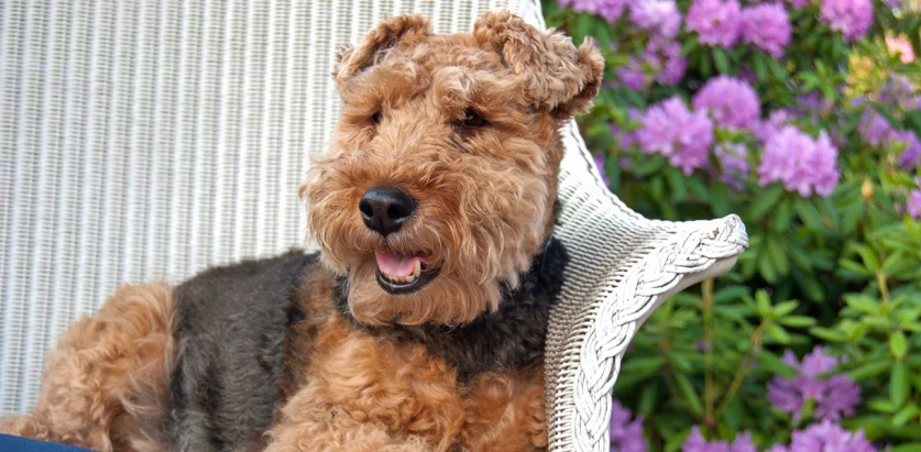 Welsh Terrier laying down in a chair