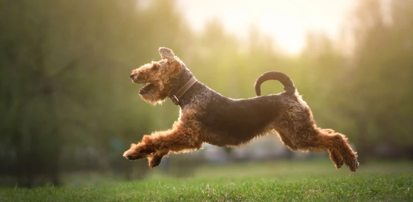 Welsh Terrier running outside