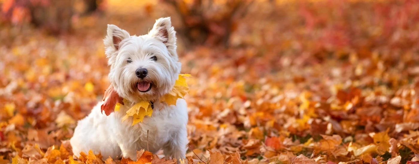 West Highland White Terrier sitting in autumn leaves