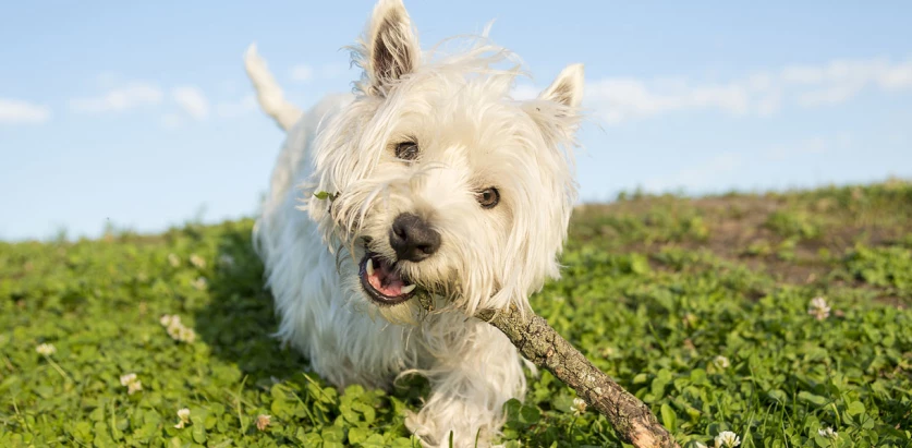 West Highland White Terrier holding a stick