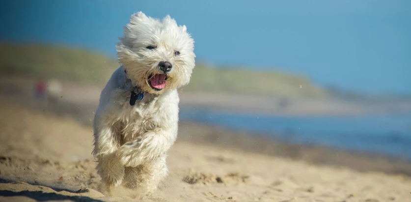 West Highland White Terrier running in the sand