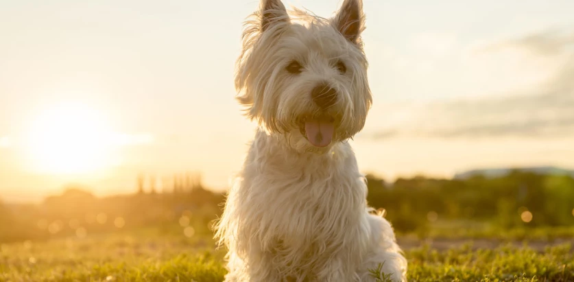 West Highland White Terrier sitting in the sunset