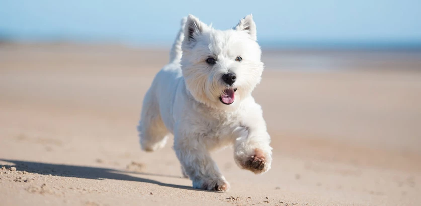 West Highland White Terrier running in the beach