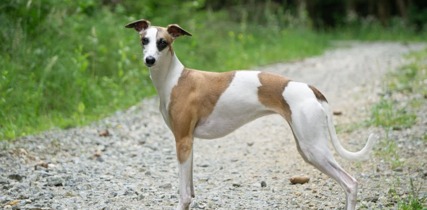 Whippet standing in a path