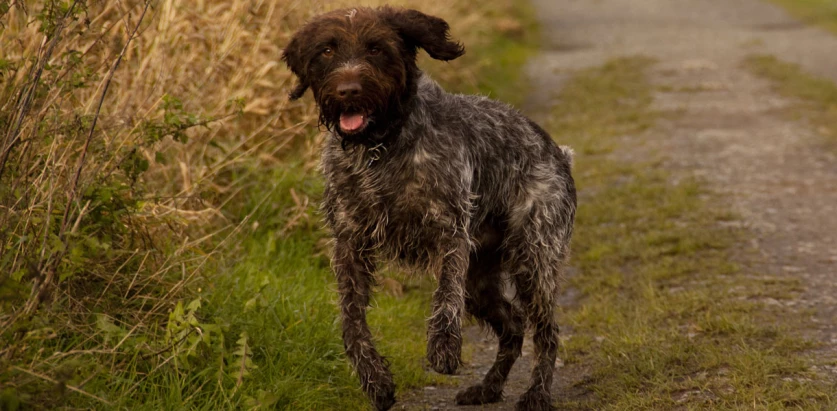 Wirehaired Pointing Griffon running in a path
