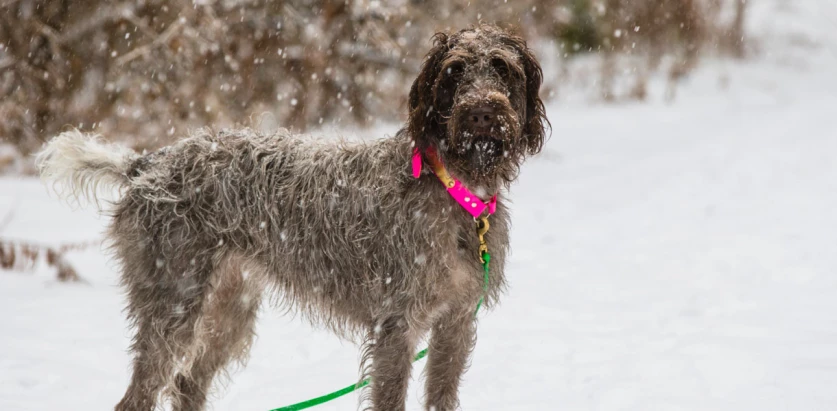 Wirehaired Pointing Griffon standing in snow
