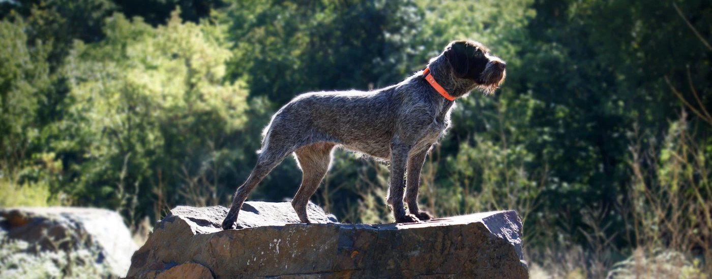 Wirehaired Pointing Griffon standing on a flat rock