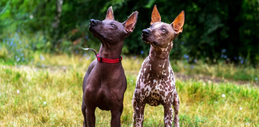Xoloitzcuintli dogs standing together