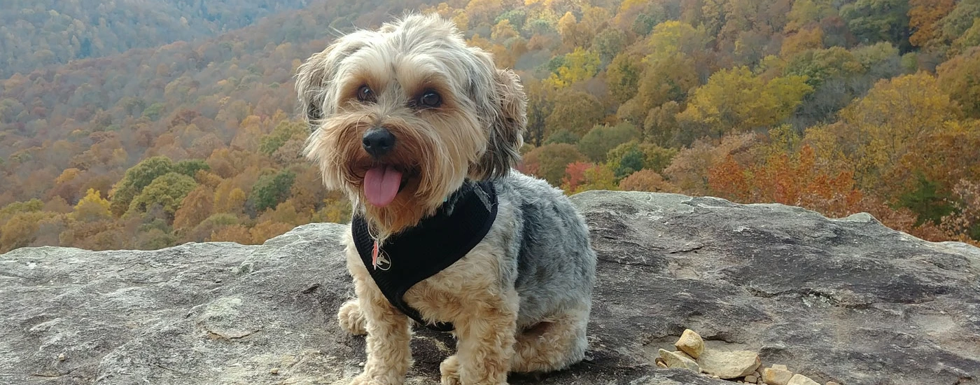 Yorkipoo sitting with a view