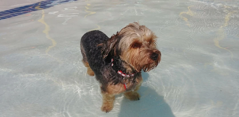 Yorkipoo in the pool